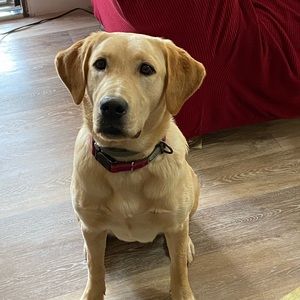 Meet your Posher, Brad